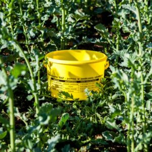 Piège à insectes simple