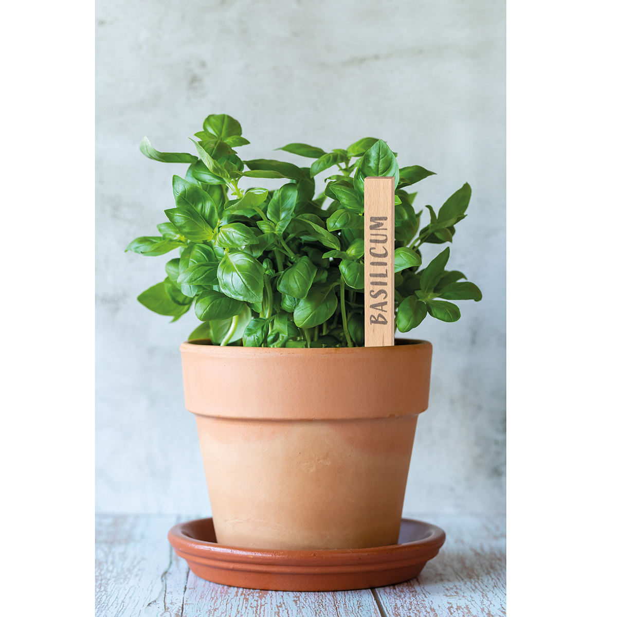 8661-Tige en bois pour noter les plantations 8661-Tige en bois pour noter les plantations