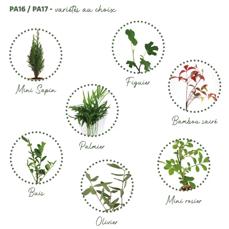 PA18-Mini plant d’arbre au choix PA18-Mini plant d’arbre au choix