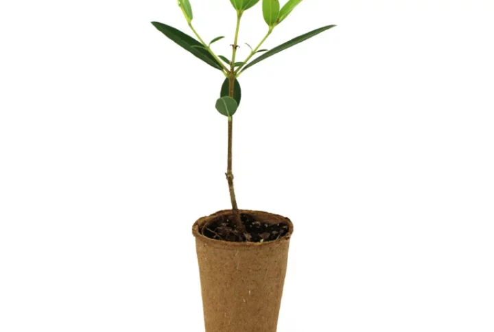 Mini plant d’arbre au choix