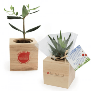 Mini plant d’arbre au choix dans cube bois