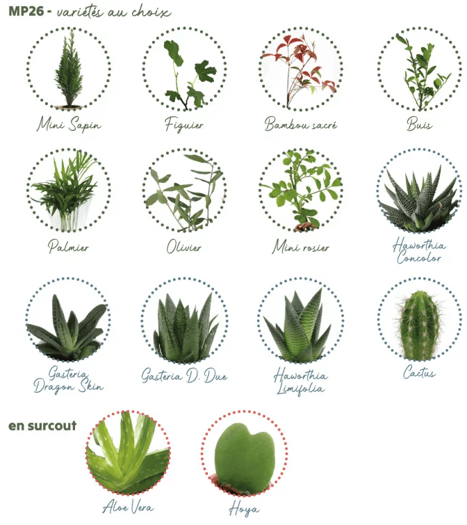 mp26-Mini plant d’arbre au choix dans cube bois mp26-Mini plant d’arbre au choix dans cube bois