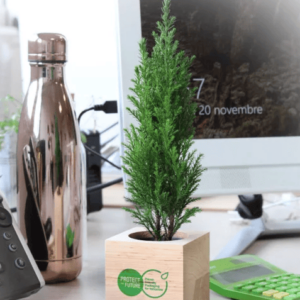 Mini plant d’arbre au choix dans cube bois