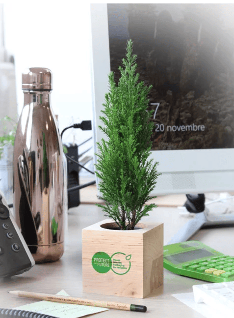 mp26-Mini plant d’arbre au choix dans cube bois mp26-Mini plant d’arbre au choix dans cube bois